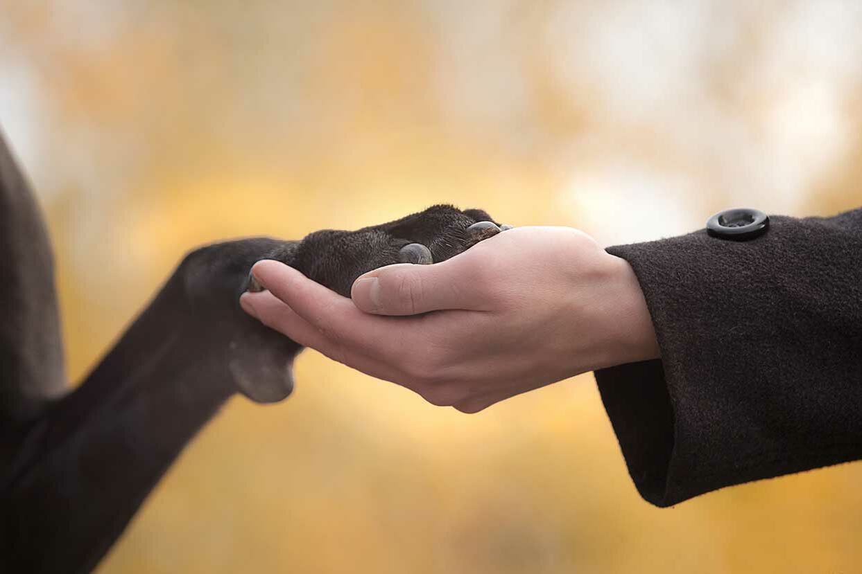 Ein Hund legt seine Pfote in eine Hand.