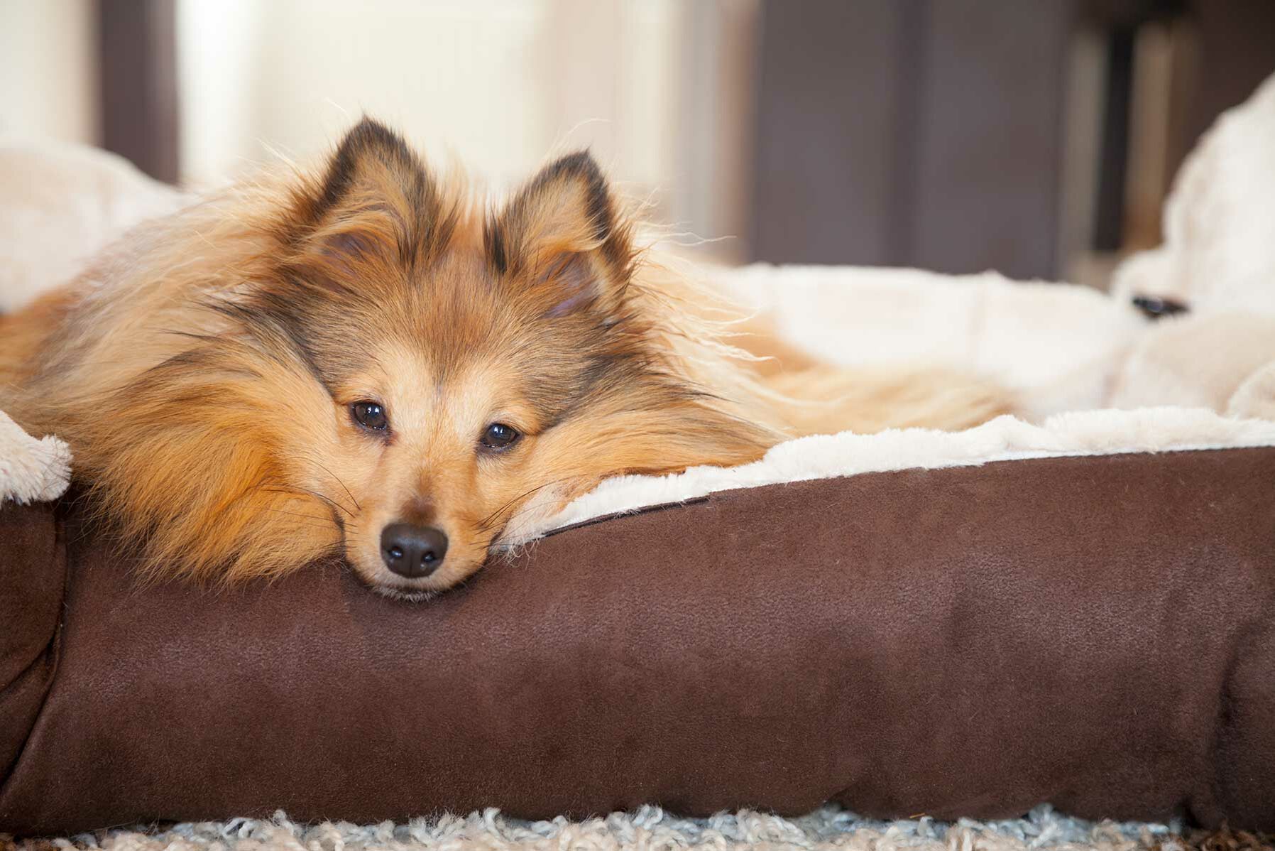 Sheltie-Hund schaut aus dem Korb.