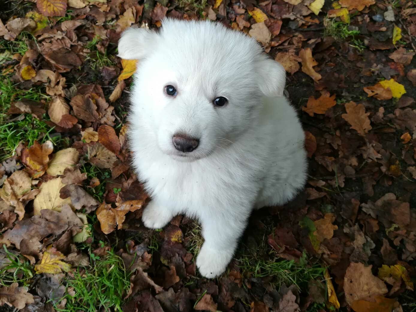 Ein Weiße-Schäferhund-Welpe sitzt auf dem Rasen.