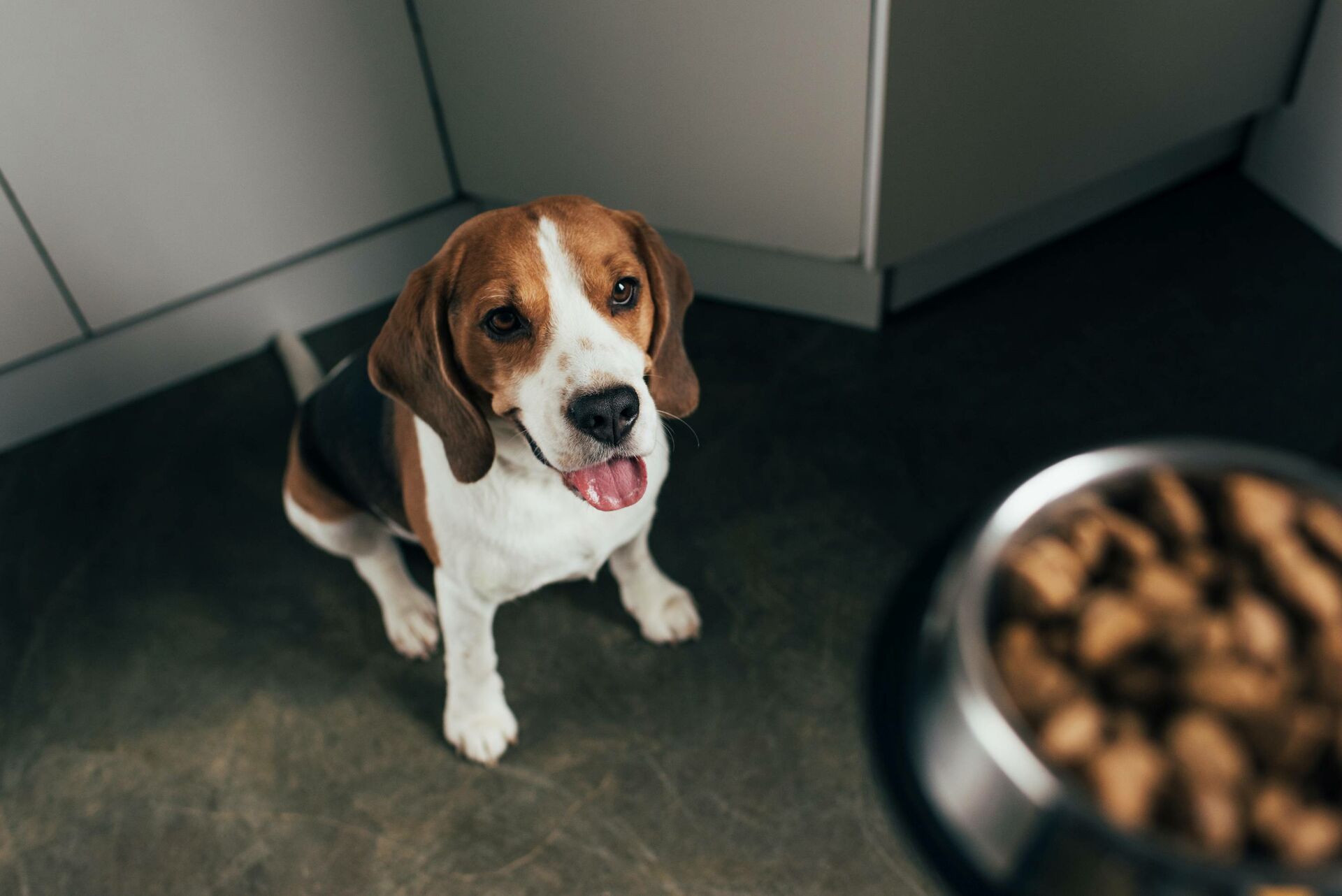 Zu viel, zu wenig? Wie viel Futter benötigt Ihr Hund?