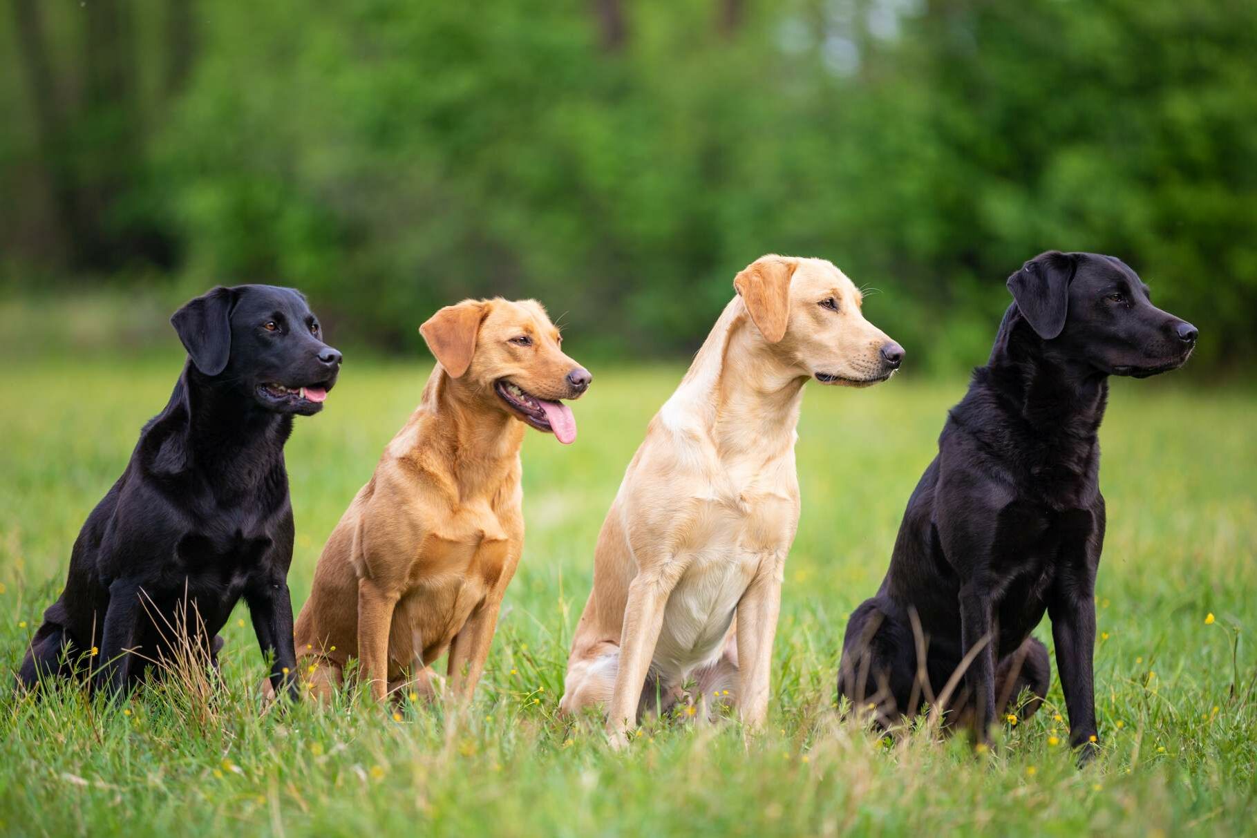 Vier Labradore mit unterschiedlichen Färbungen sitzen nebeneinander auf einer Wiese. Die beiden äußeren Hunde haben eine schwarze Färbung, die mittleren Tiere ein hellrotes sowie hellcremes Fell.