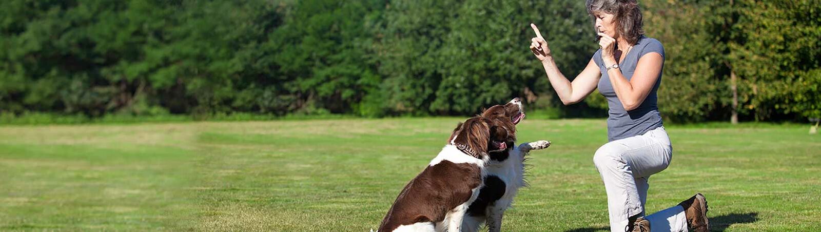 Eine Frau sitzt mit ihren Hunden auf einer Wiese und trainiert sie mit einer Hundepfeife. 