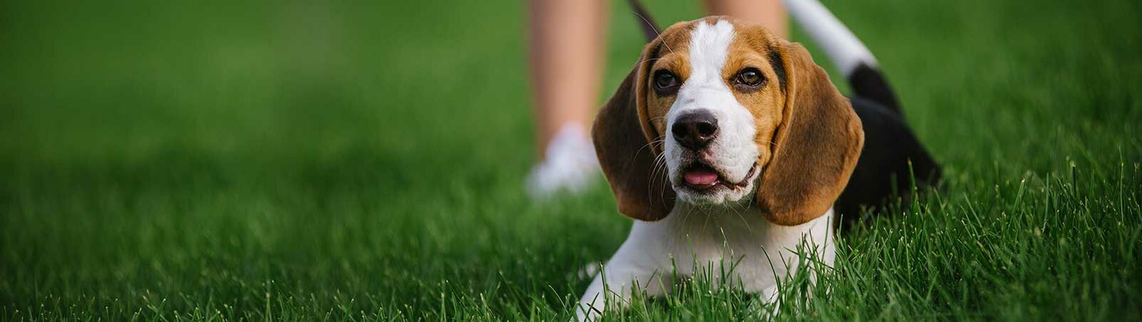 Ein angeleinter Hund liegt wartend im Gras.