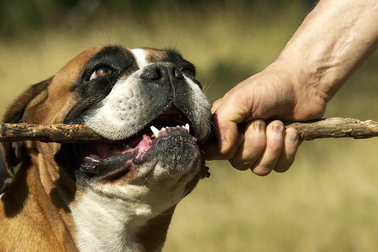 Nahaufnahme von einem Boxer, der in  einen ihm hingehaltenen Stock beißt. 