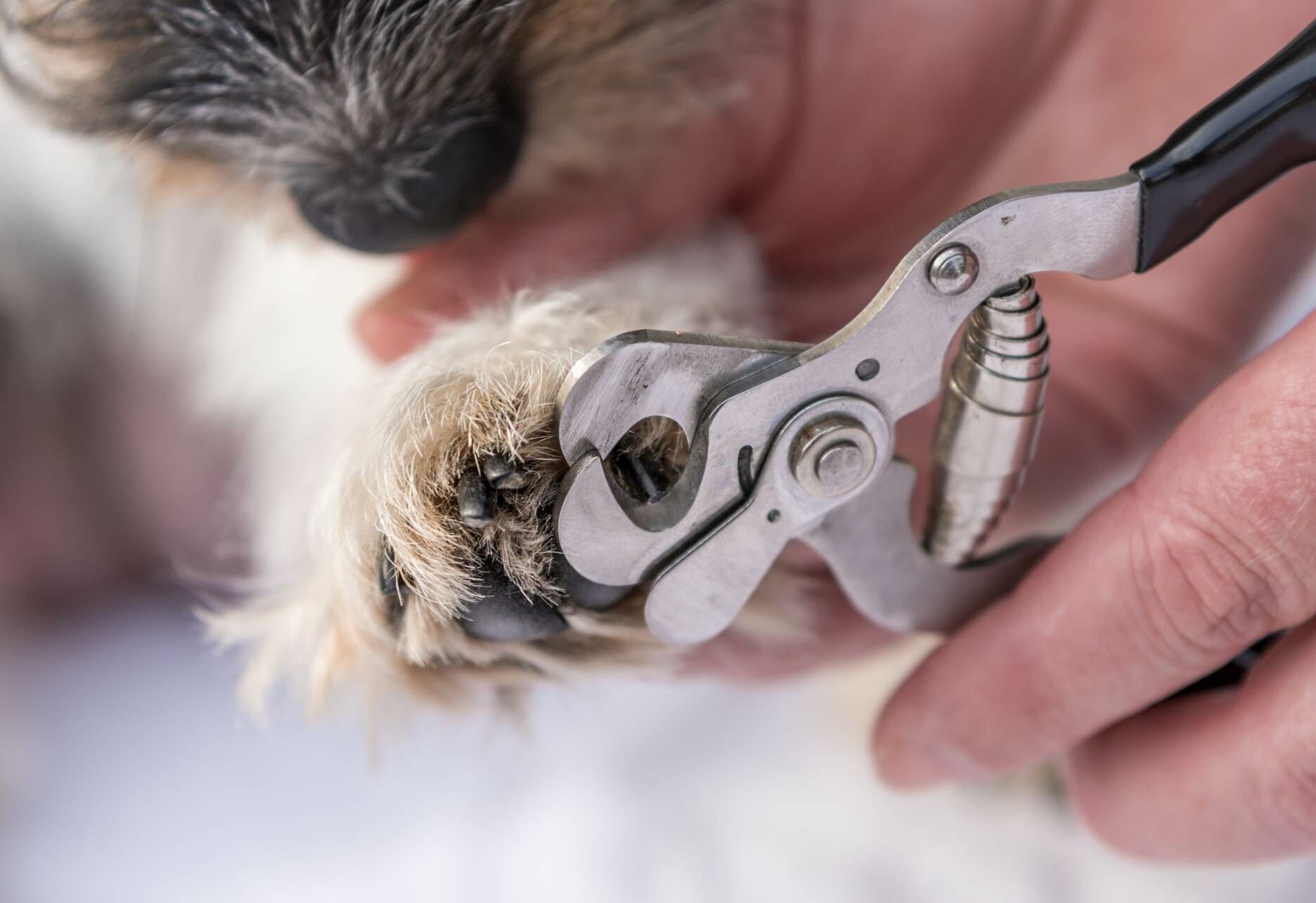 Krallenschneiden beim Hund.