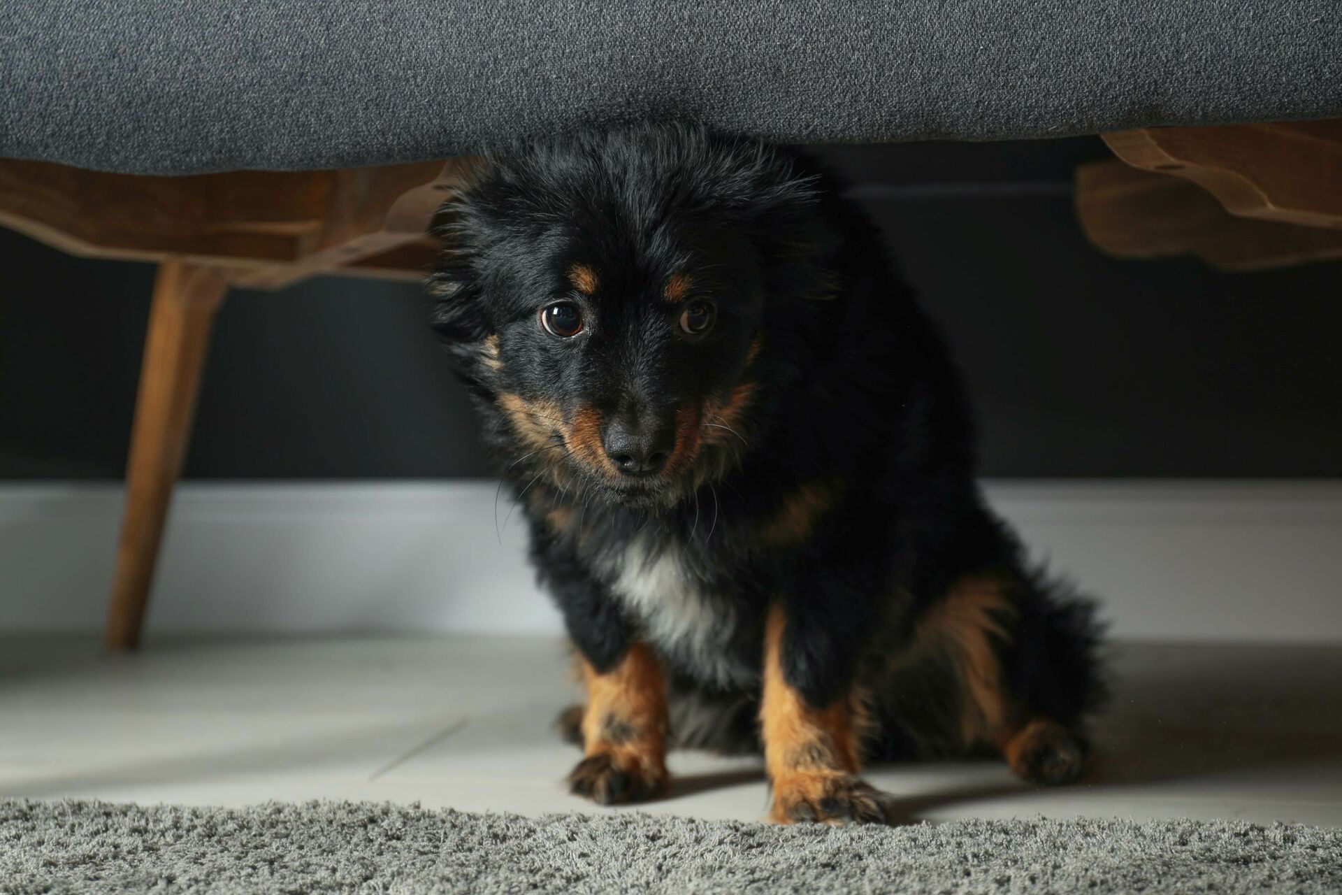  Gestresster Hund versteckt sich unter dem Sofa.