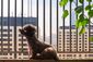 Ein Welpe sitzt vor dem Balkongitter in einer Großstadt.