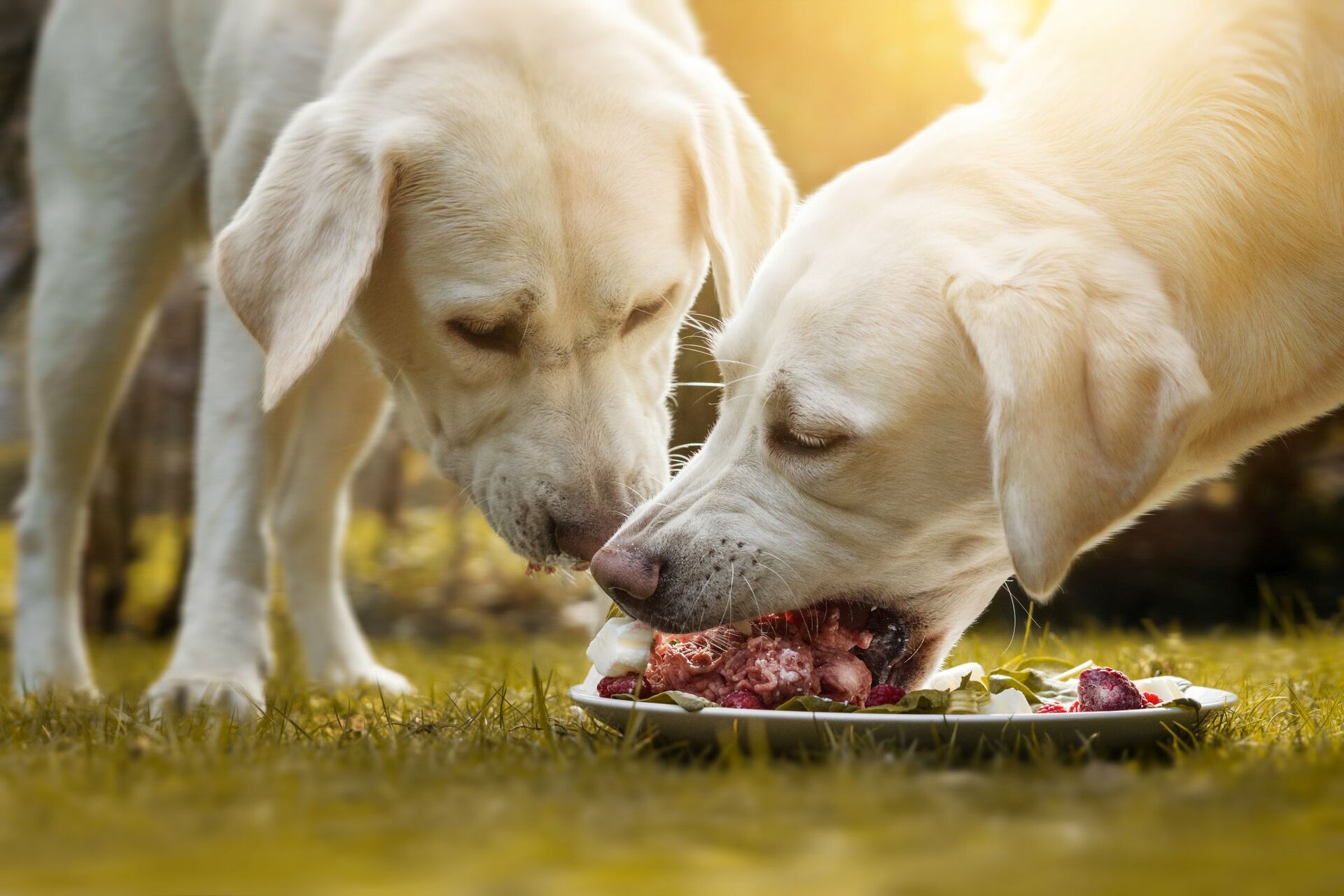 Zwei helle große Hunde fressen frisches Fleisch von einem Teller.
