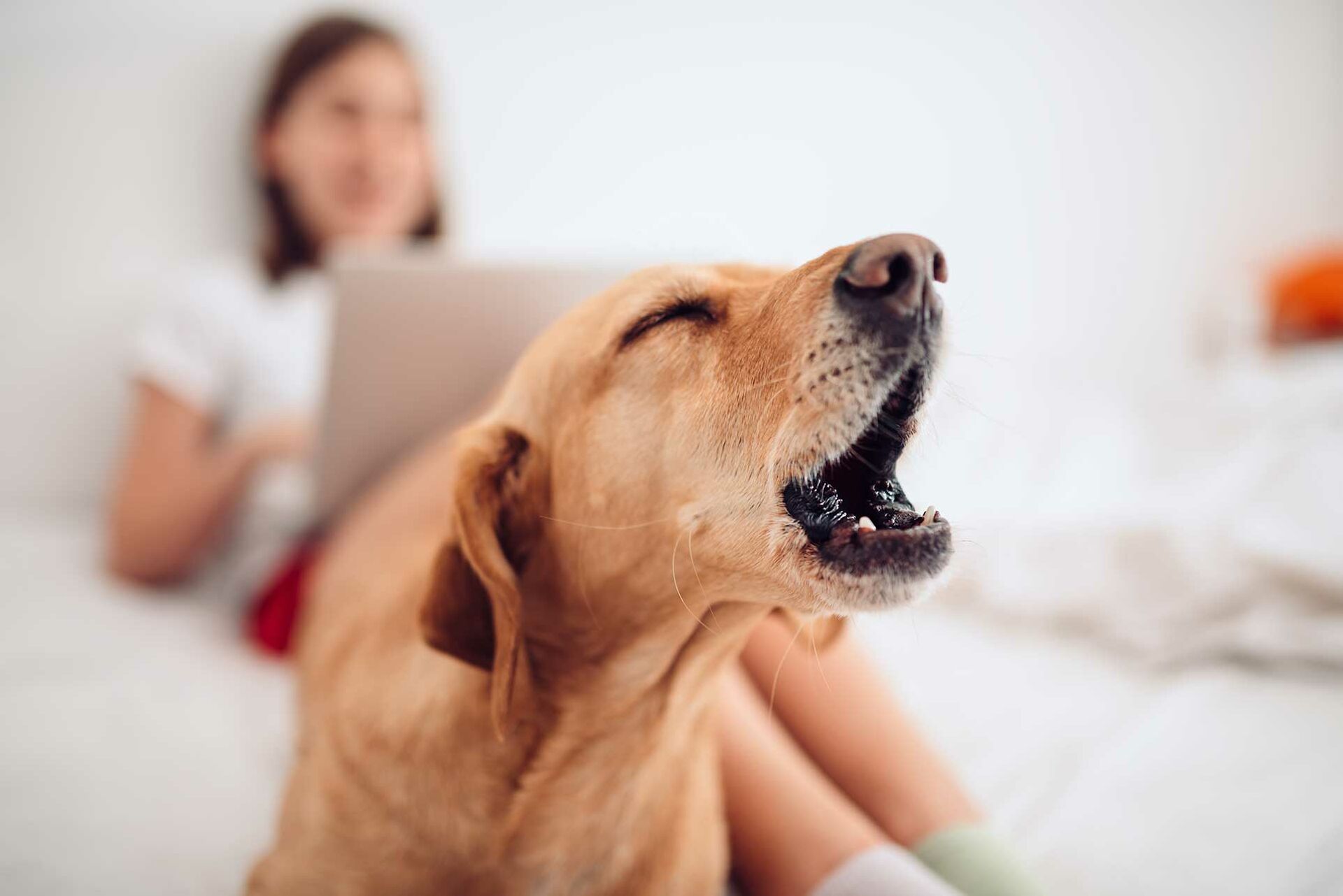 Ein bellender Hund sitzt auf dem Bett, im Hintergrund arbeitet eine Frau am Laptop. 