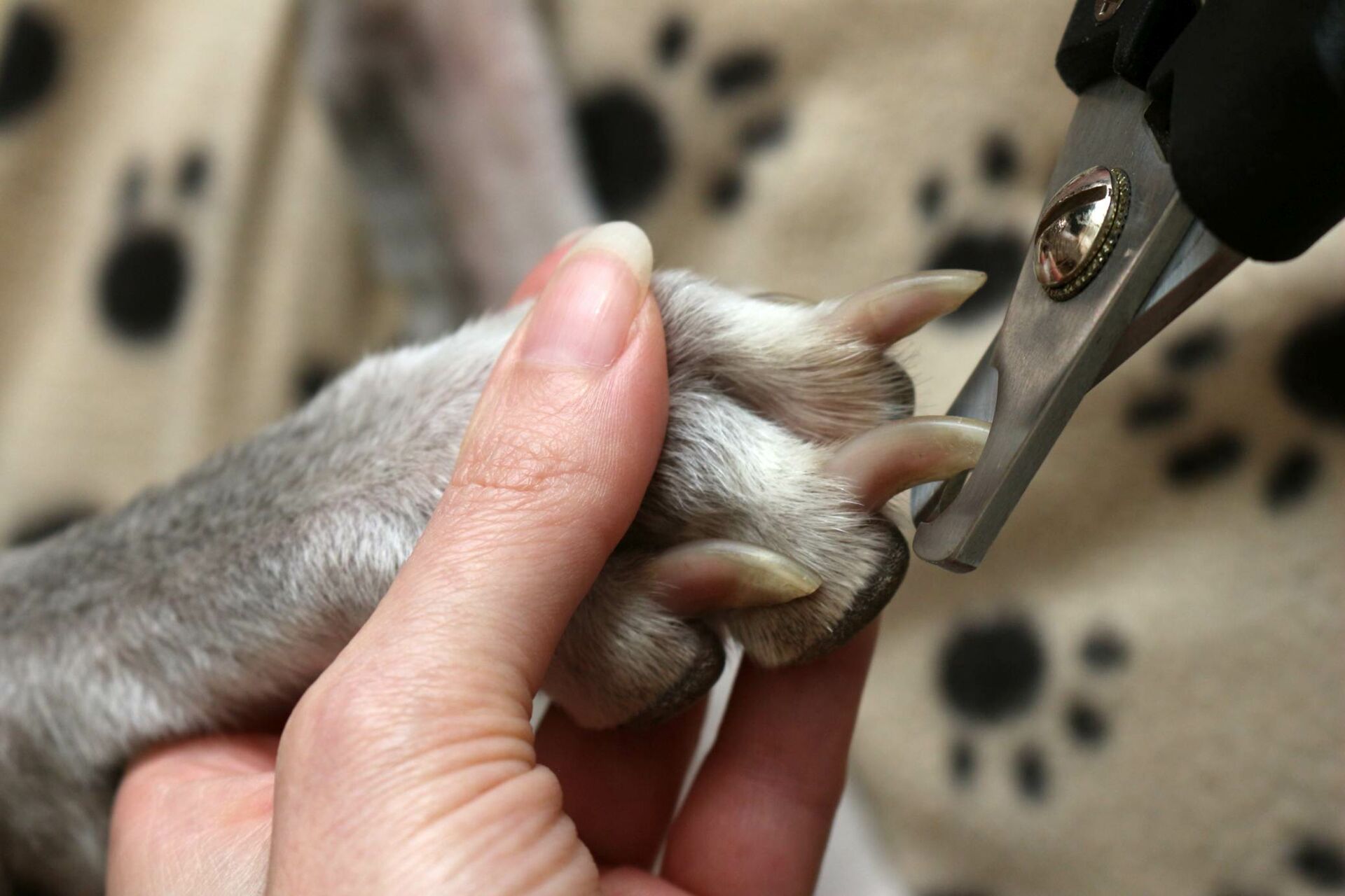 Krallenschneiden beim Hund.