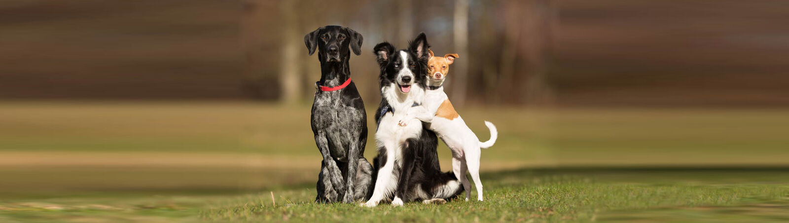 Drei Hunde unterschiedlicher Rasse und Größe sitzen nebeneinander auf einer Wiese.
