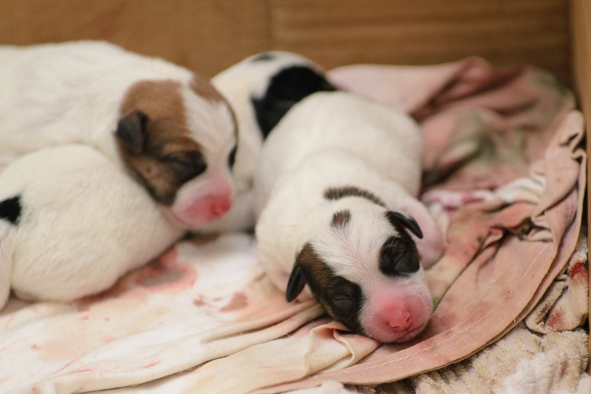 Alternativer Text/ALT-Attribut/Alt-Tag: Neugeborene Jack-Russel-Welpen liegen in einer mit Handtüchern ausgelegten Wurfkiste.