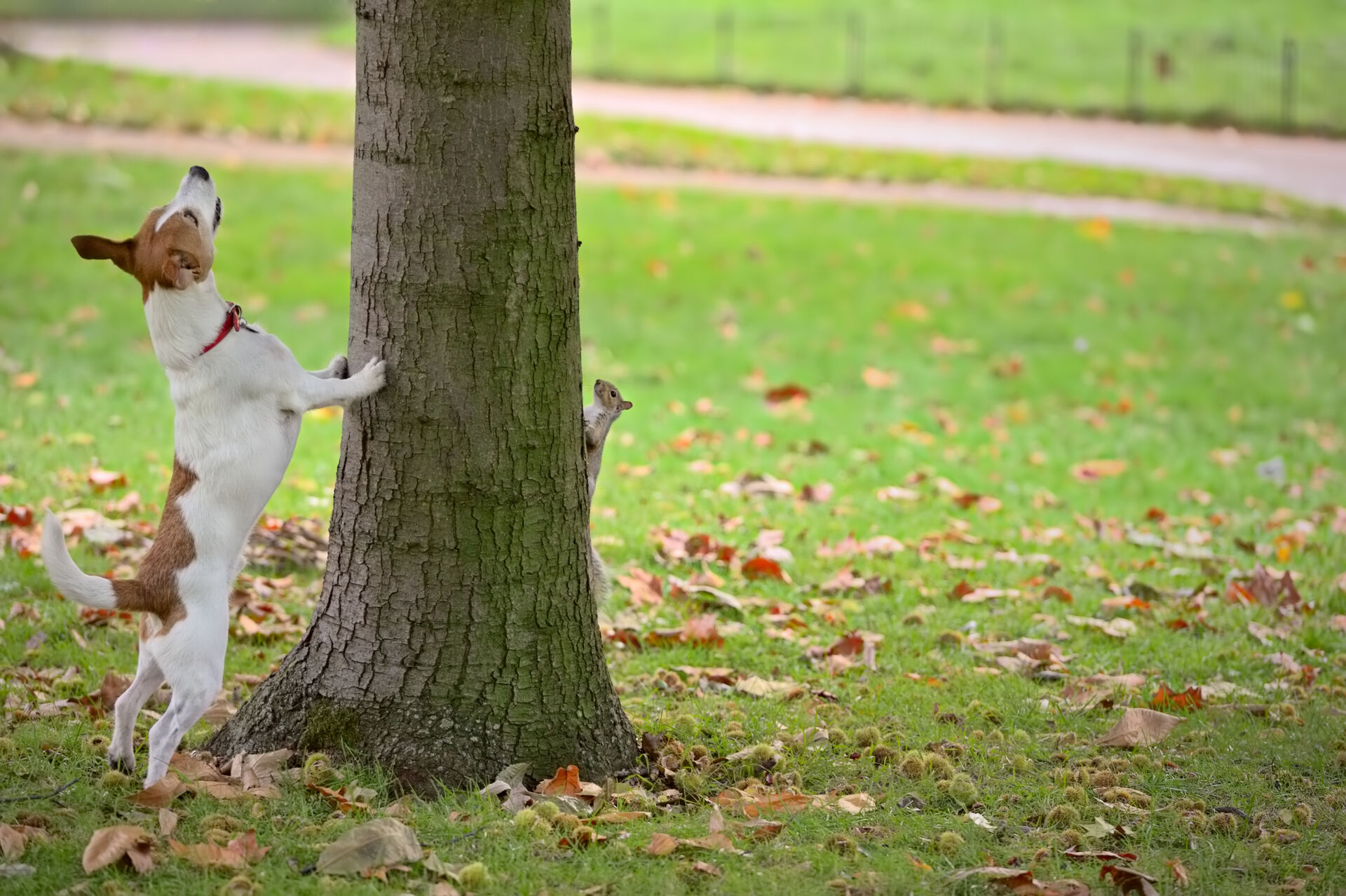 Ein Hund lehnt mit seinen Pfoten an einem Baum und jagt ein sich auf der anderen Seite befindendes Eichhörnchen.