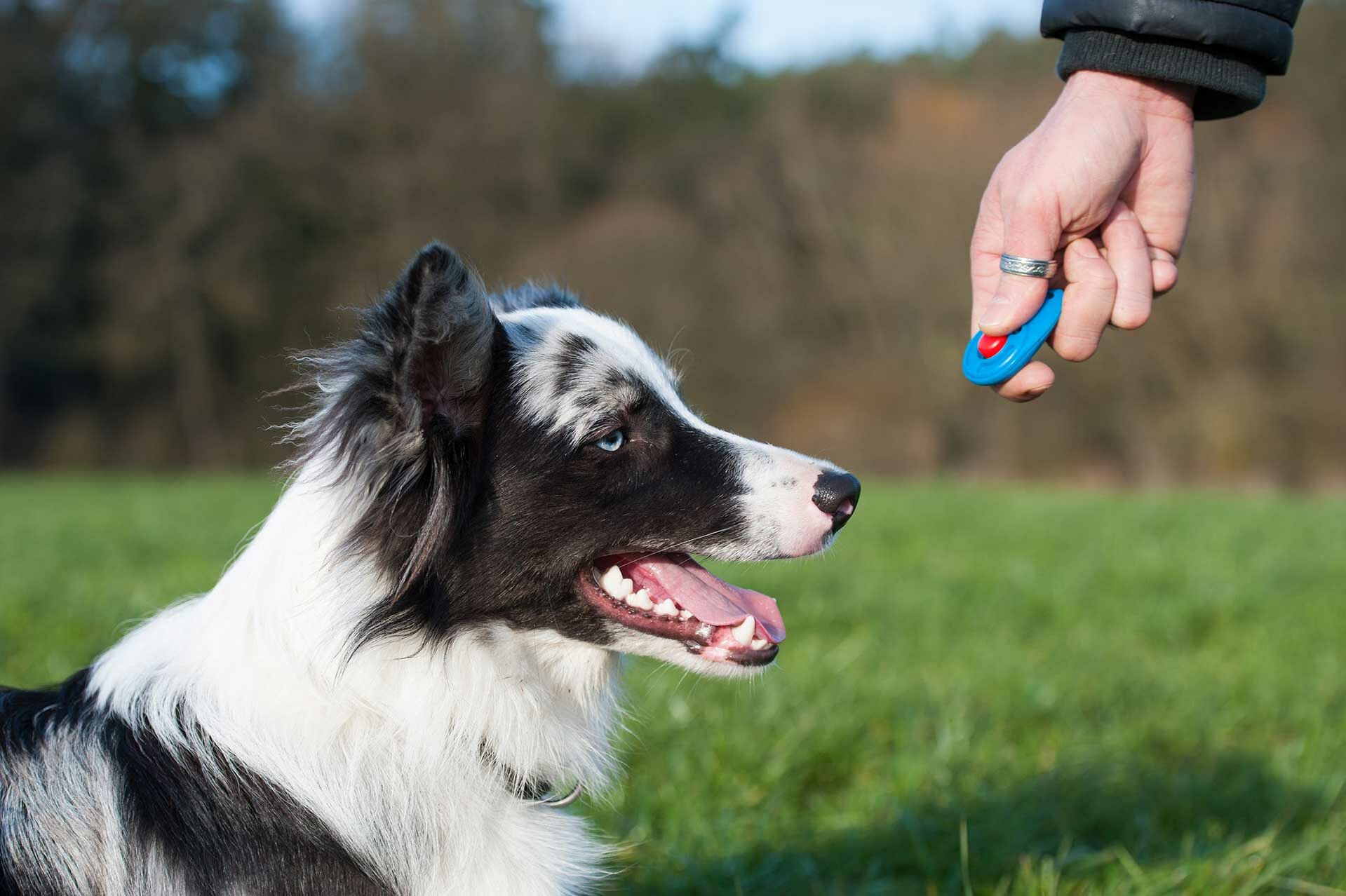 Eine Hand drückt neben einem sitzenden Hund auf einen Klicker.