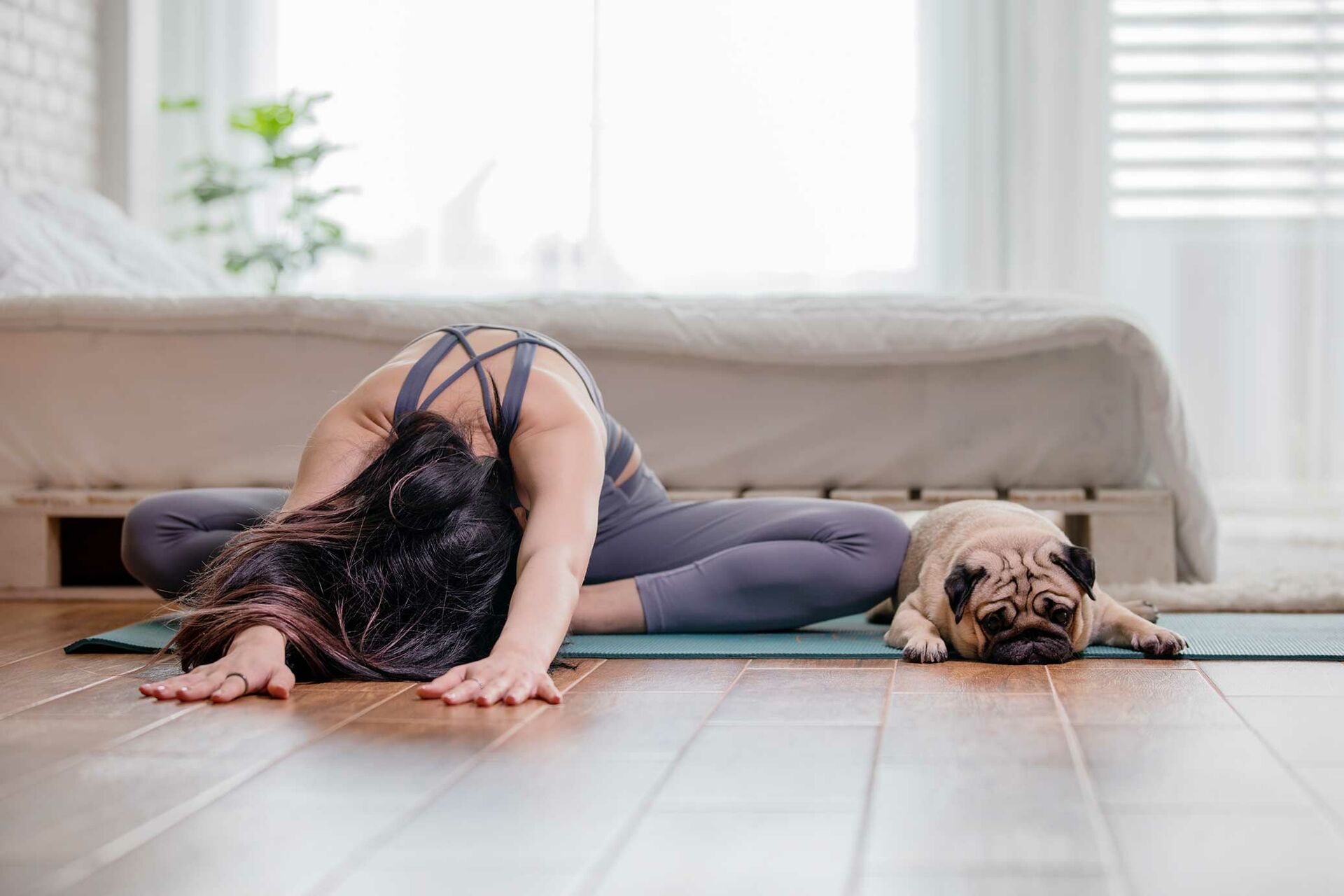  Eine Frau dehnt sich auf einer Yoga-Matte, während ein Mops mit geschlossenen Augen neben ihr liegt. 