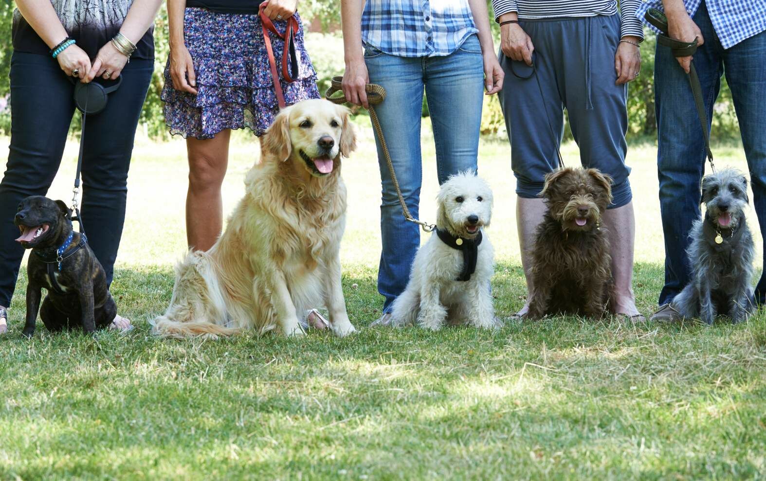 Fünf Hunde sitzen angeleint vor ihren Haltern.