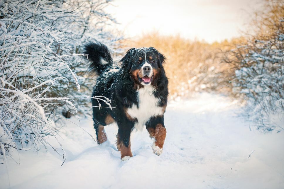 Mit dem Hund im Schnee