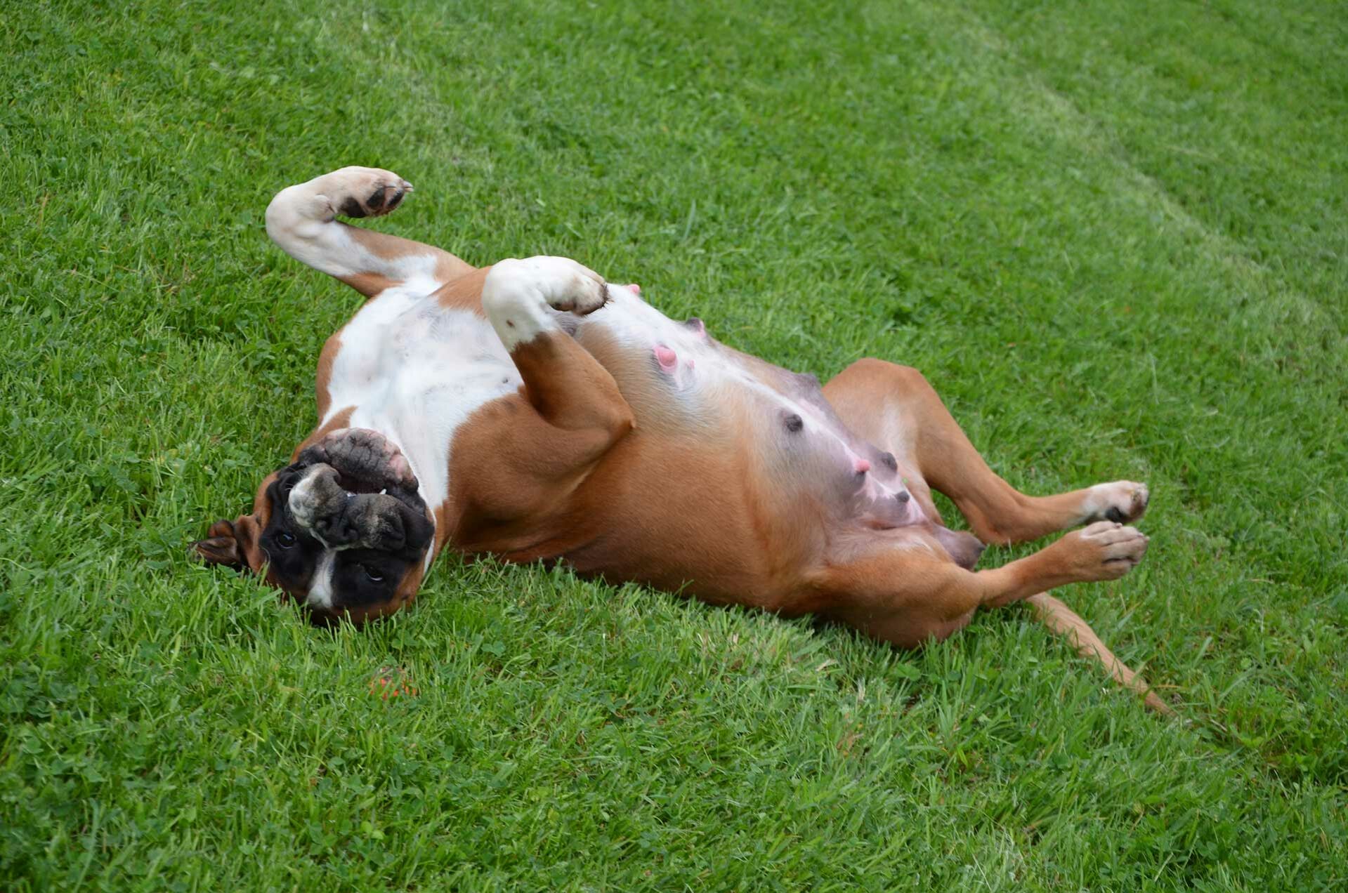 Ein trächtiges Boxerweibchen liegt auf dem Rücken auf einer Wiese und zeigt seine geschwollenen Zitzen.