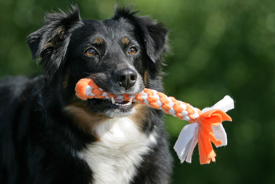 Hundespielzeug selber machen