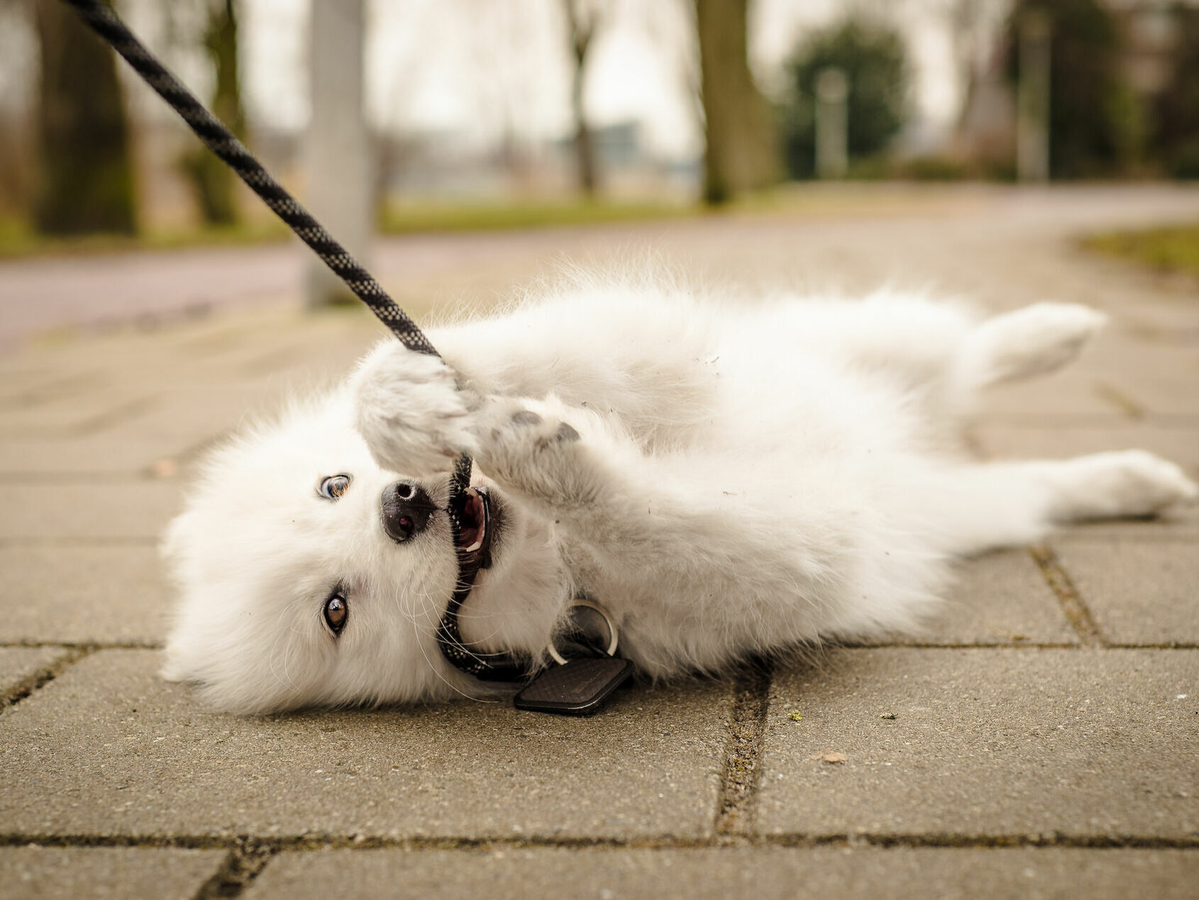 Ihr Hund beißt in die Leine?