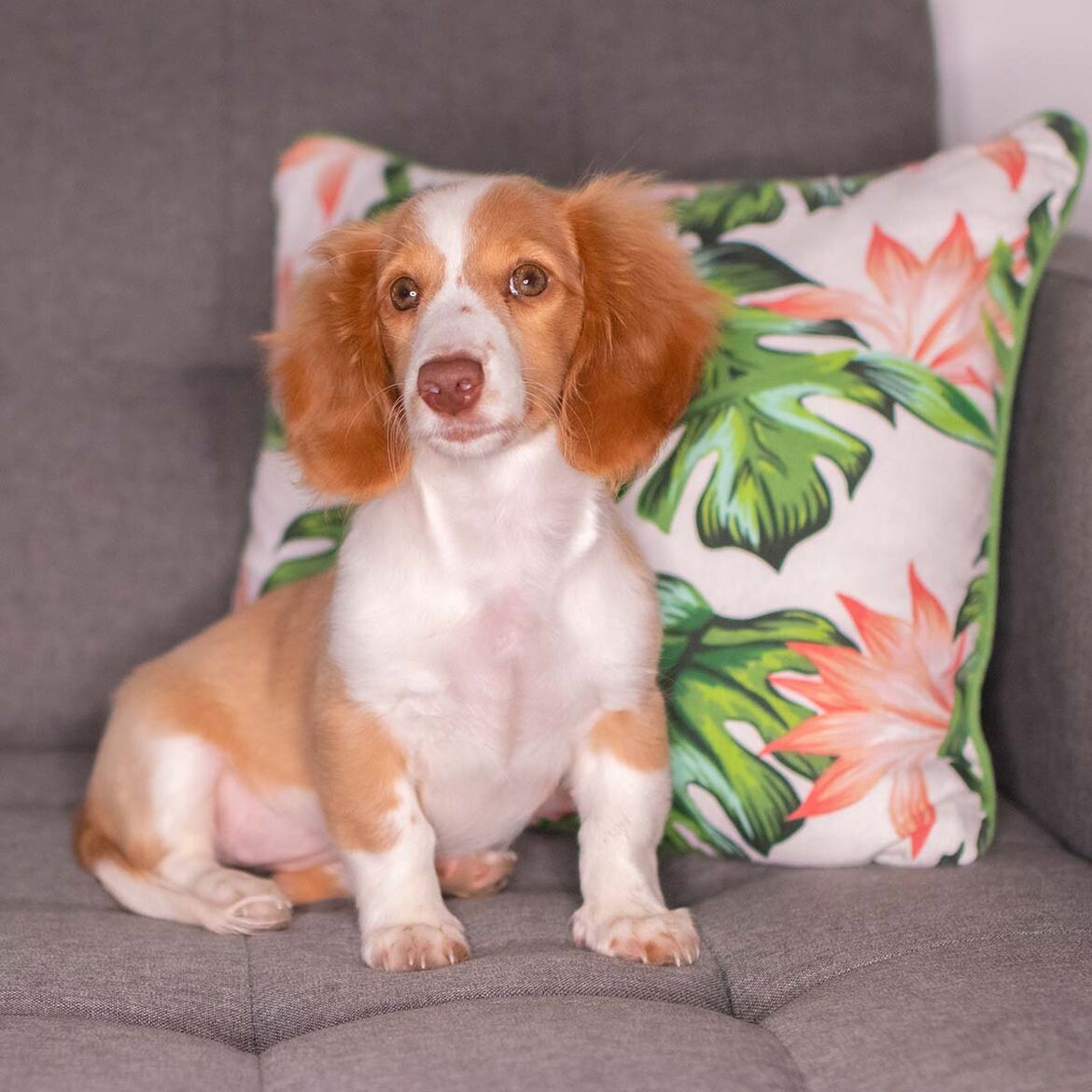 Dackelwelpe Ciri sitzt neben einem Kissen auf dem Sofa.