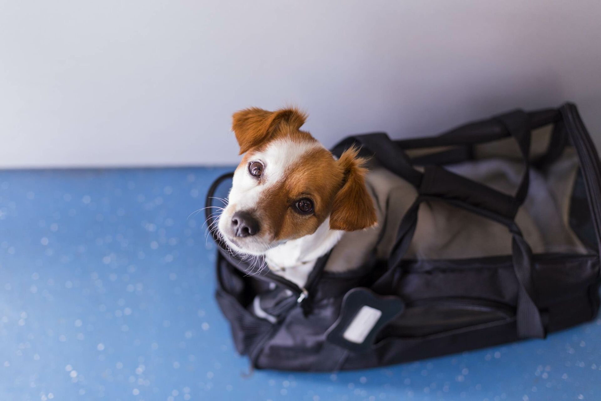 Ein Hund sitzt in einer Transporttasche.