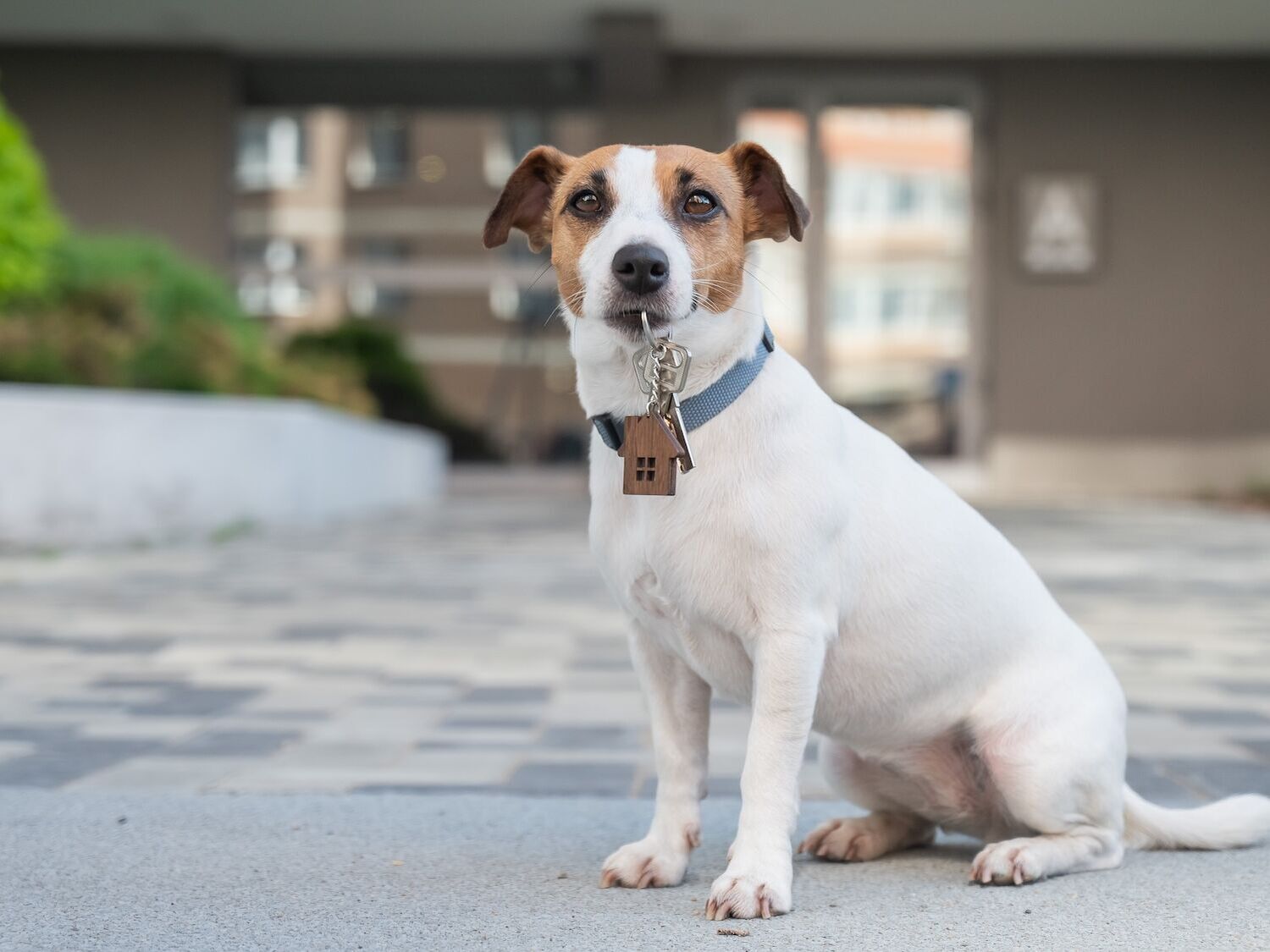 Hund anschaffen: Checkliste für Halter
