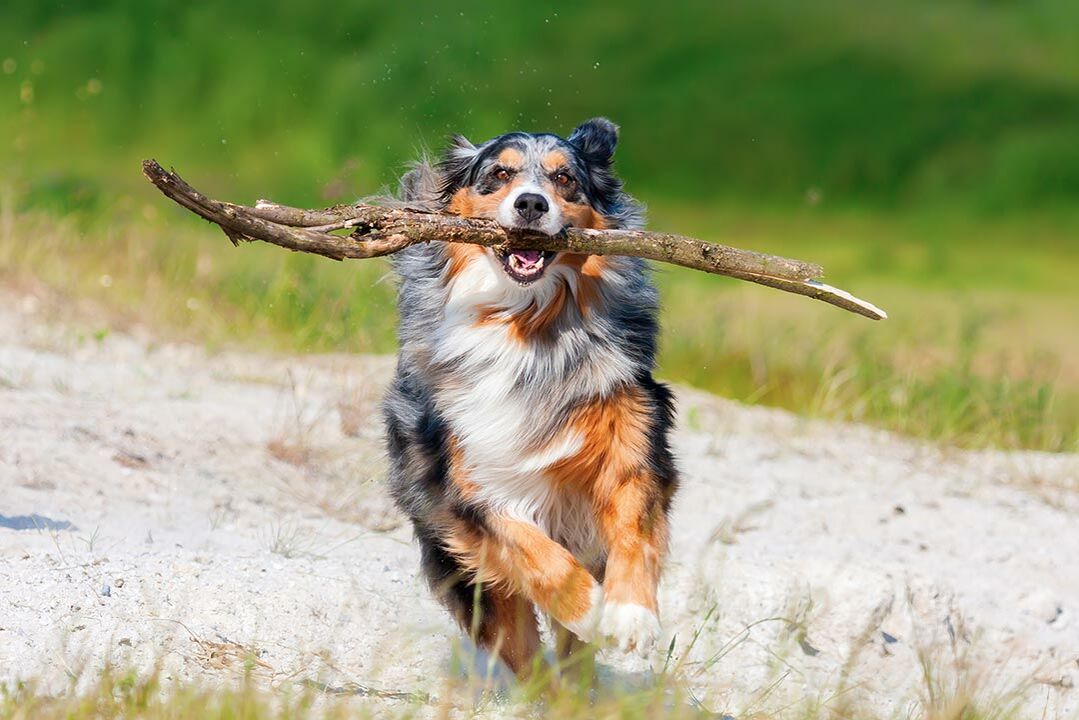 Ein großer Hund läuft mit einem großen Stock im Maul.