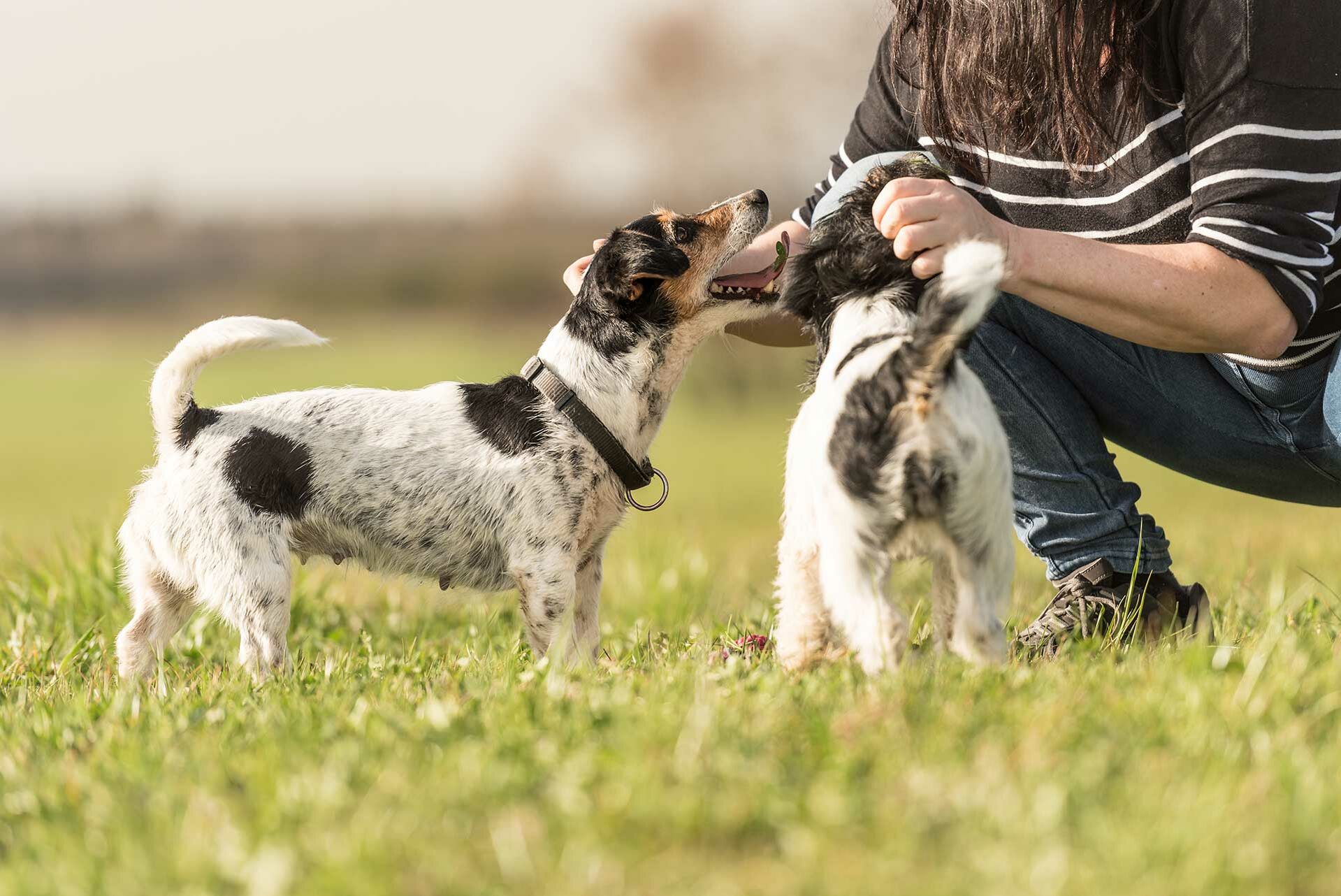 Halterin spielt mit zwei Jack Russel Terriern auf Augenhöhe auf einer Wiese.