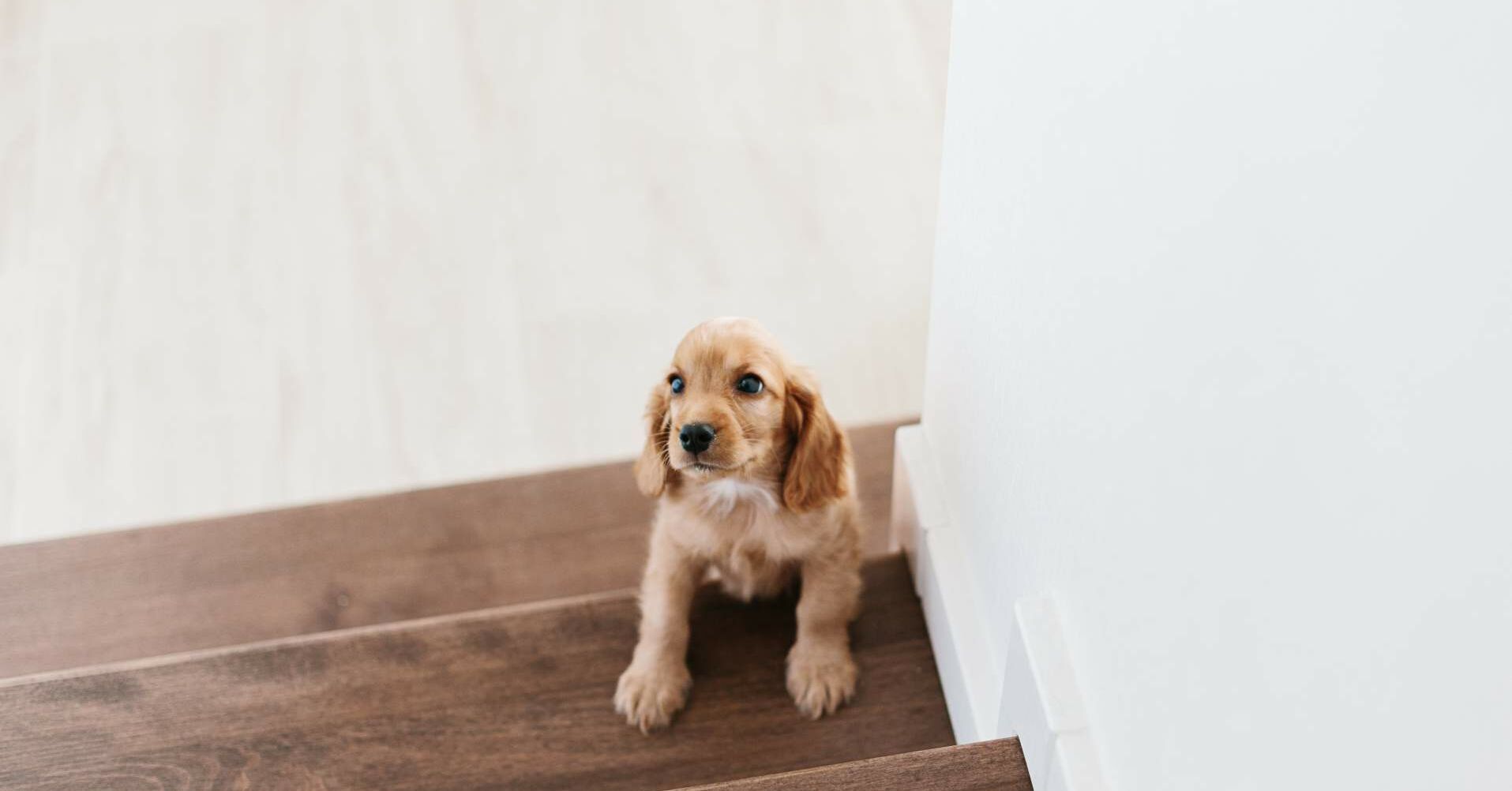 Ab wann dürfen Welpen Treppen laufen? RINTI