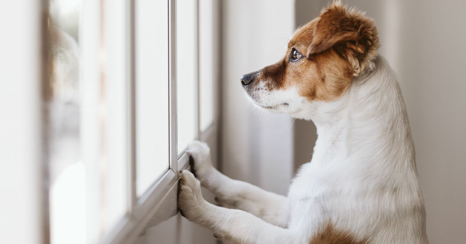 7 Tipps, wie es gelingt, Ihren Hund allein zu lassen – ohne Bellen
