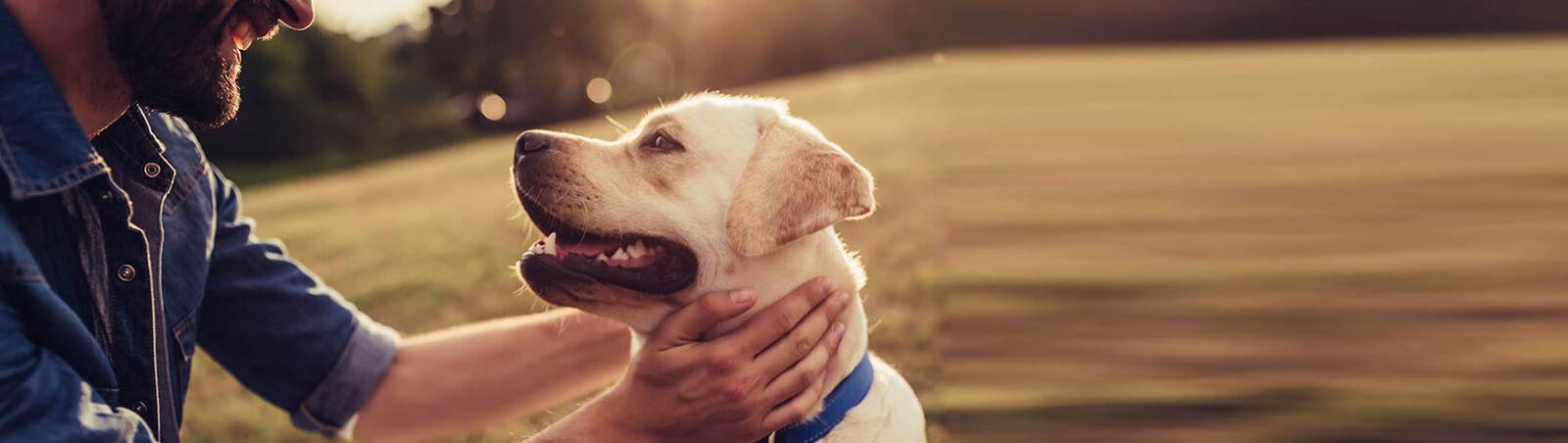 Ein Hund schaut glücklich zu seinem Halter auf, der seine Hände um den Hals des Hundes gelegt hat.