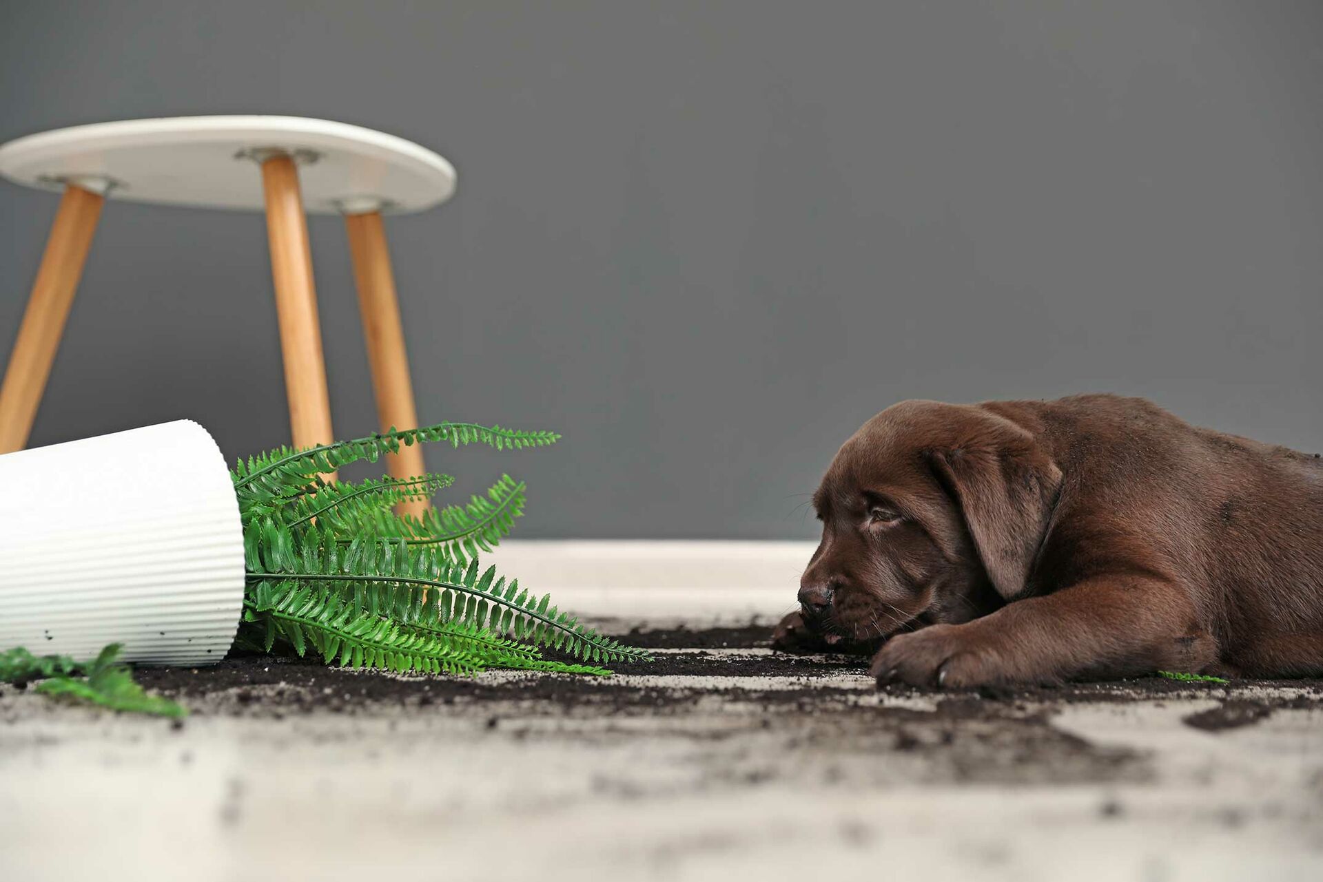 Ein umgefallener Blumentopf liegt auf dem Boden und Hund schnuppert an Blumenerde.