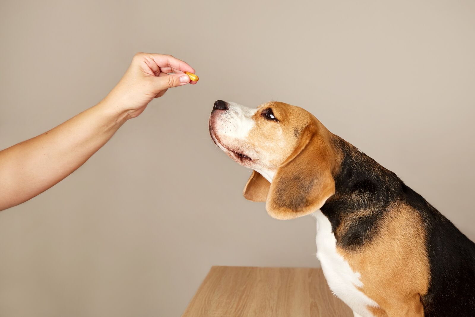 Ein Beagle reckt sich aus dem Sitz leicht nach oben, um an einer Hand zu schnüffeln, die eine Tablette zwischen den Fingern hält.