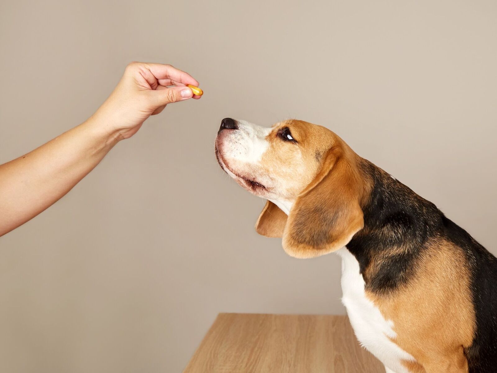 Was tun gegen Würmer?