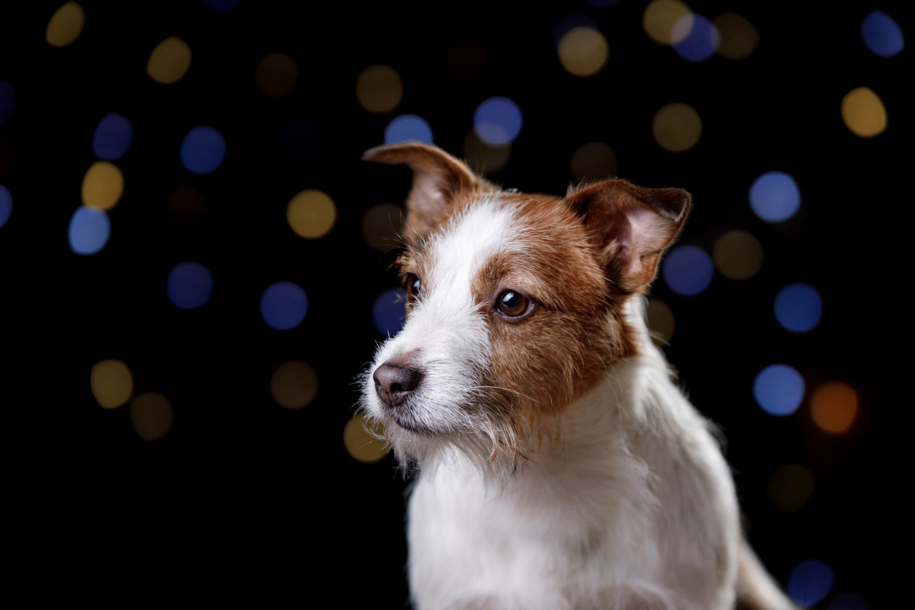 Weihnachten mit dem Hund.