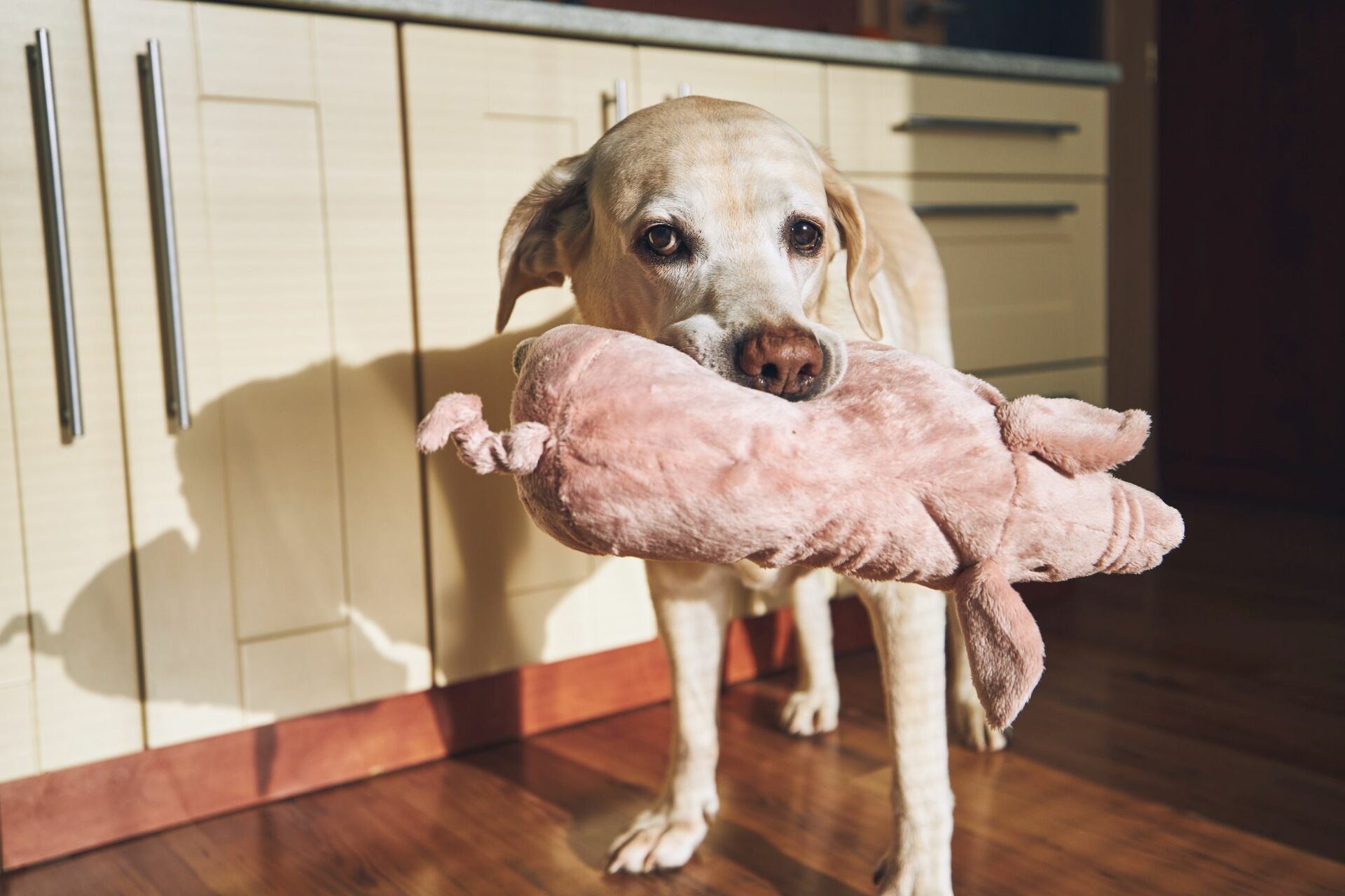 Großer heller Hund mit Kuscheltier im Maul.