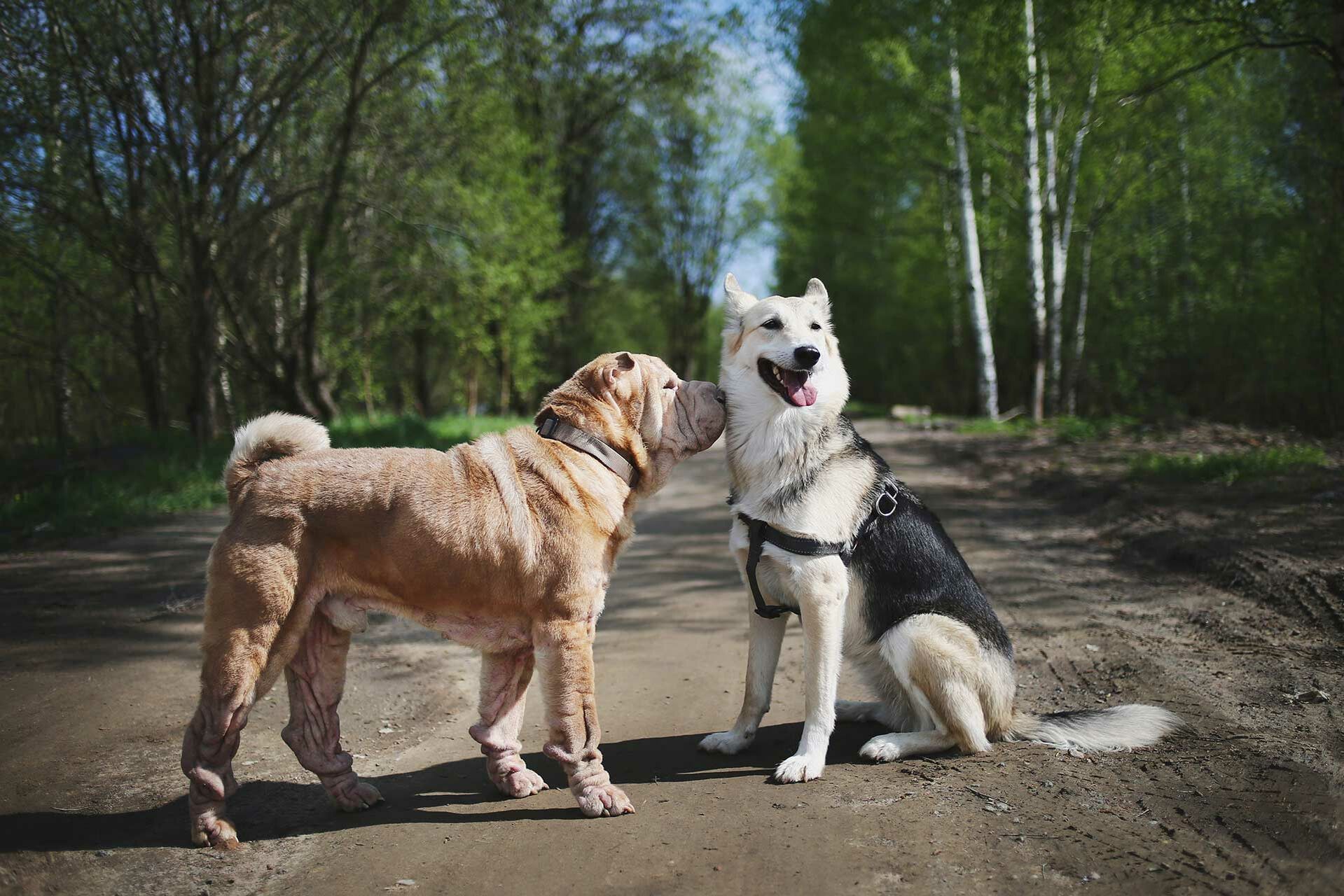 Zwei Hunde sind beim Spaziergang auf einem Waldweg zu sehen.