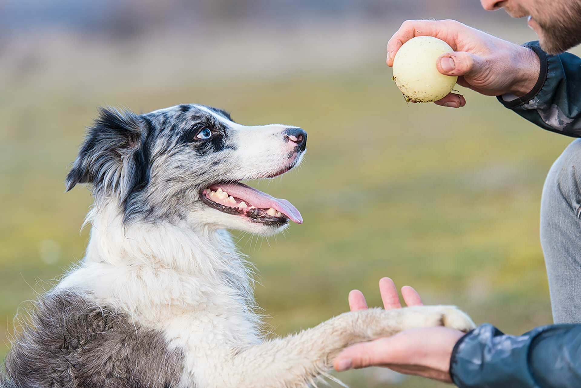 Ein Hund und sein Besitzer trainieren mit einem Ball.