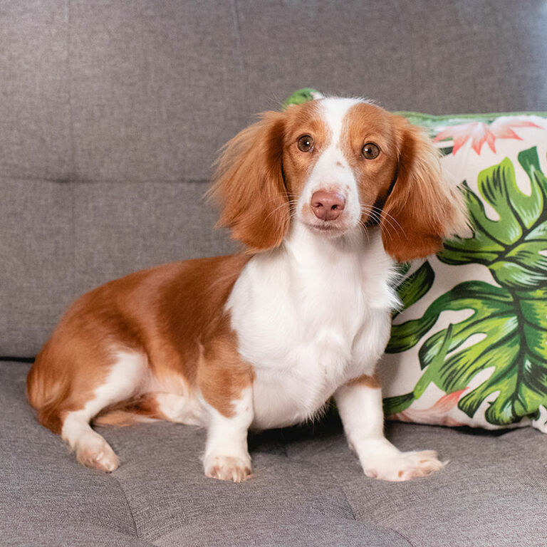 Dackelwelpe Ciri sitzt neben einem Kissen auf dem Sofa.