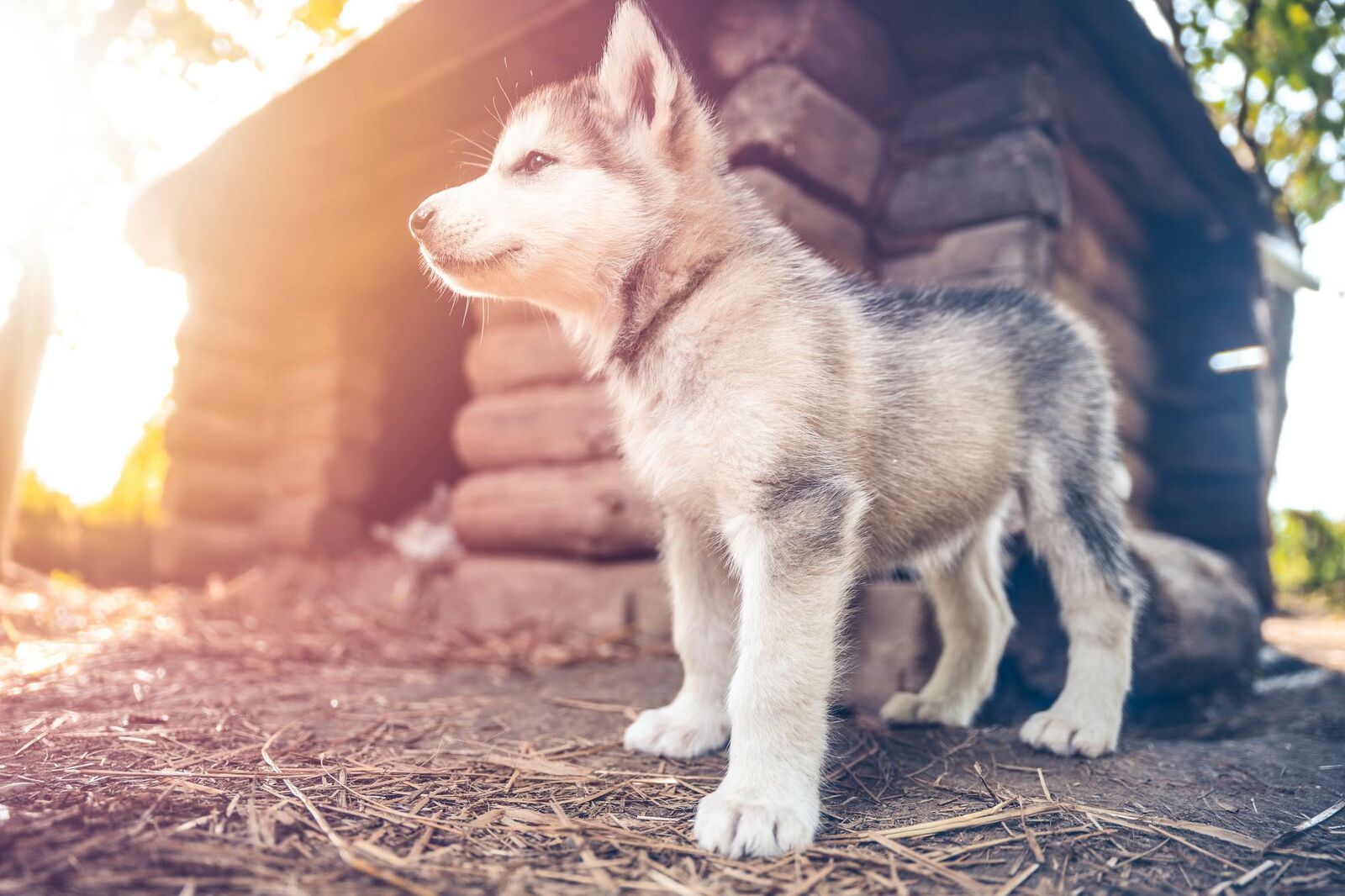 Ein Huskywelpe ist Froschperspektive zu sehen.