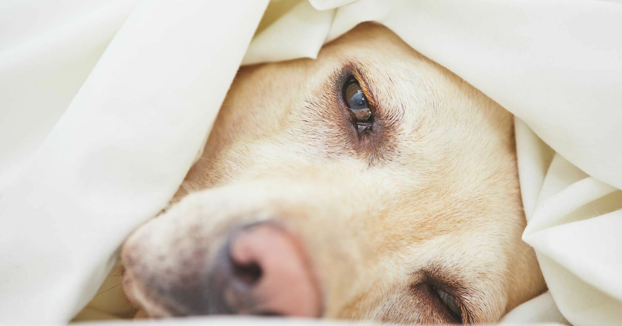 Wenn der Hund stirbt l Rinti