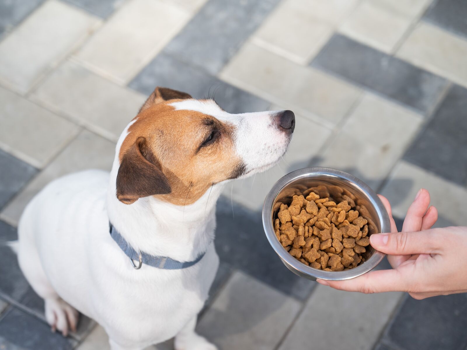 Ein Hund, der einen Futternapf misstrauisch beäugt.