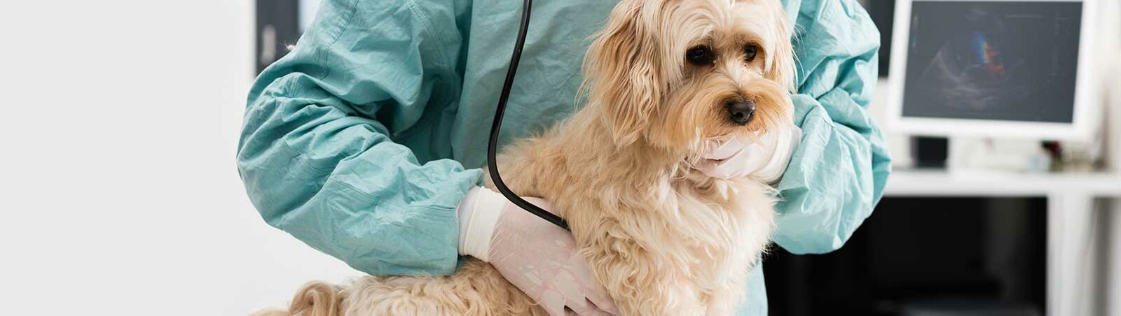 Tierarzt hört einen Hund auf dem Behandlungstisch mit einem Stethoskop ab, im Hintergrund ein Monitor.