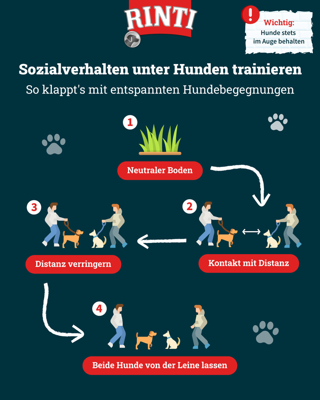Infografik von Rinti zum Sozialverhalten von Hunden und wie es sich üben lässt