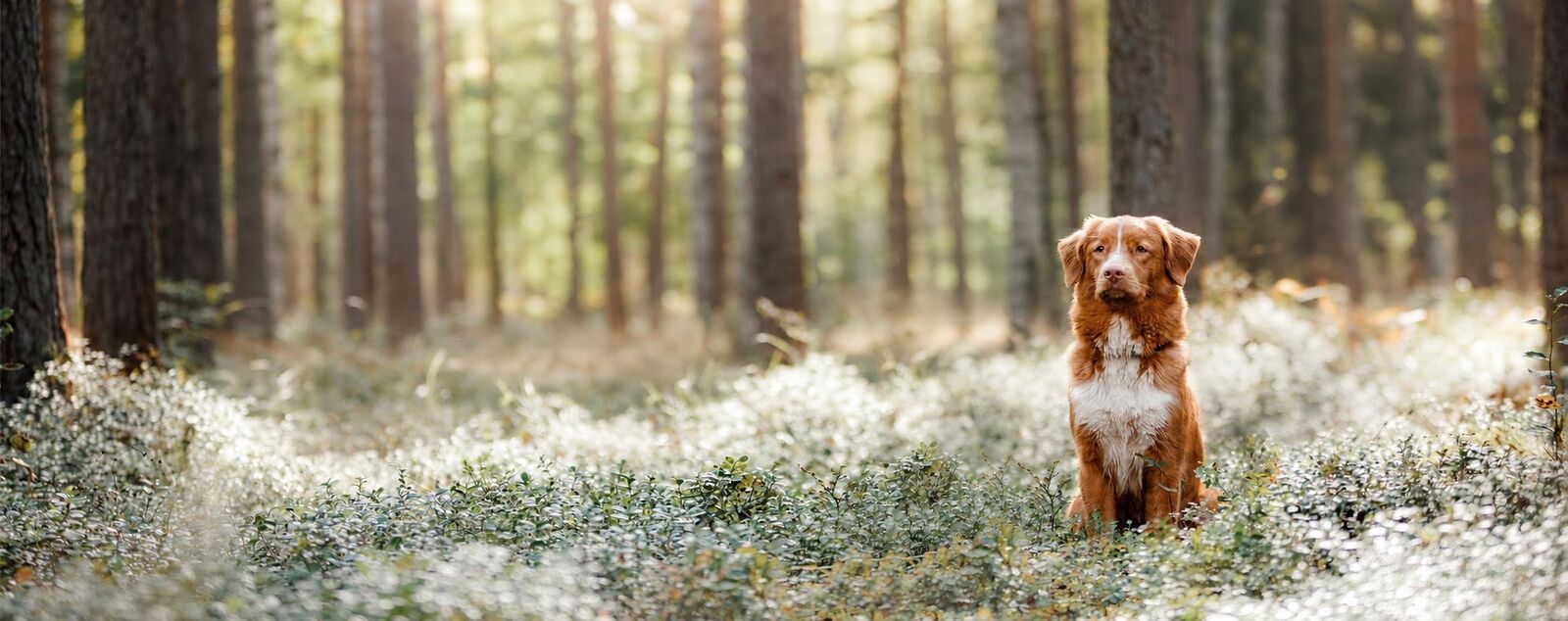 RINTI - Premium Hundefutter