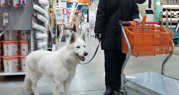 Weißer Schäferhund geht mit Halter durch den Supermarkt.