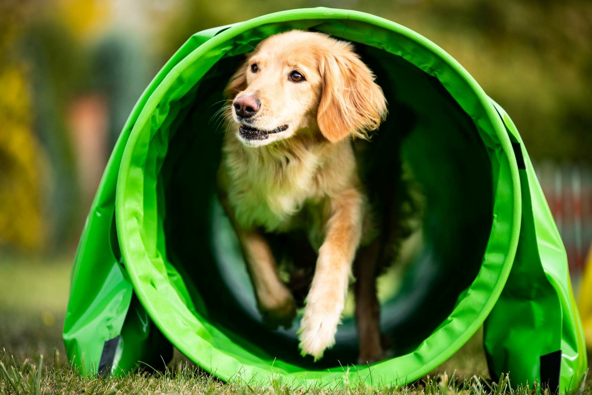 Ein Hovawart läuft durch einen Agility-Tunnel.