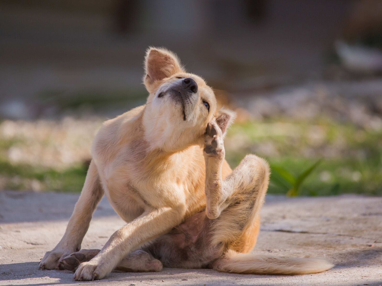 Alles über Allergien bei Hunden!