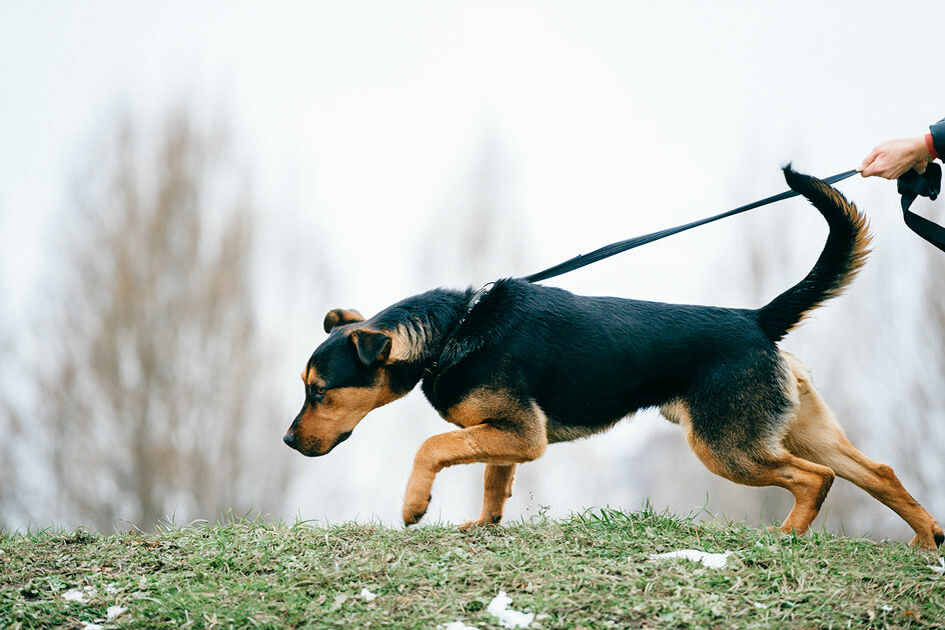 Junger Hund zieht an der Leine und schnuppert am Boden